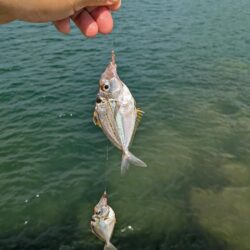 アコウにキス食われる